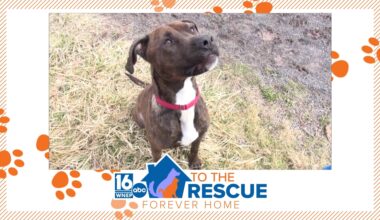 16 To The Rescue: Ozzy