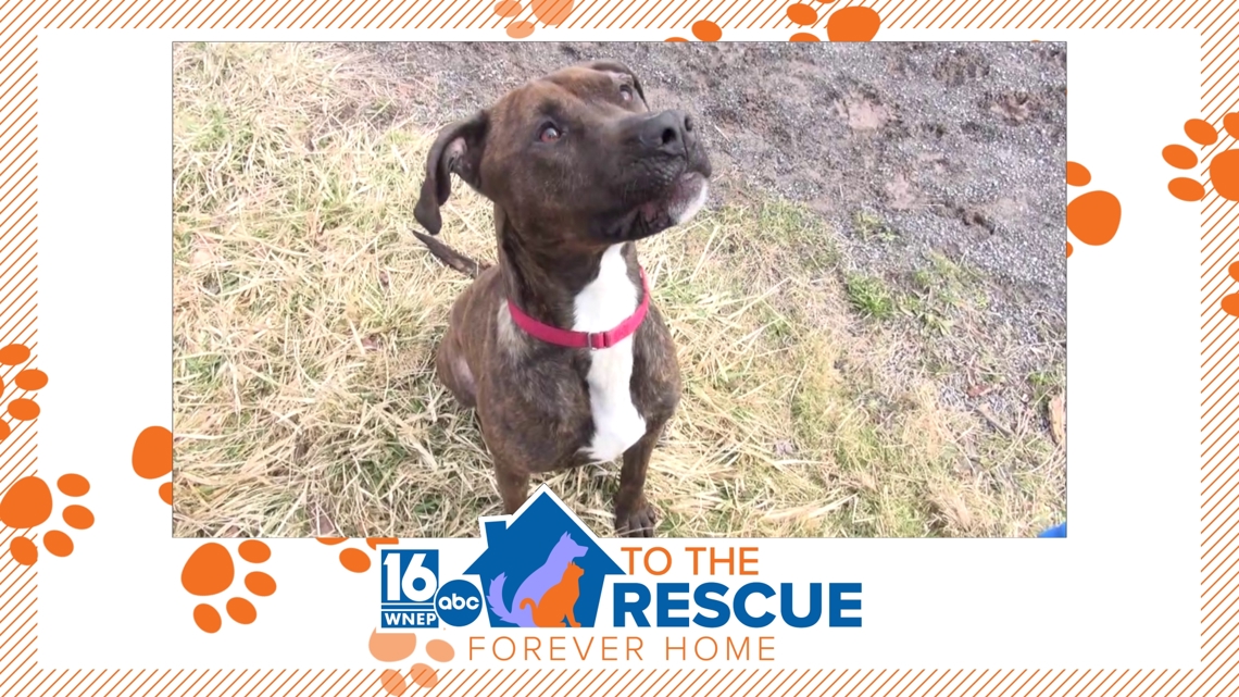 16 To The Rescue: Ozzy