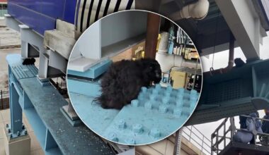 Dog rescued after being stuck on steel beam beneath SEPTA tracks