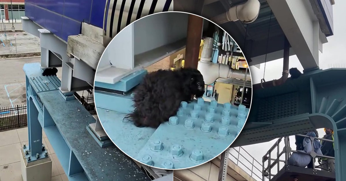 Dog rescued after being stuck on steel beam beneath SEPTA tracks