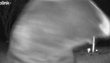 Black bear caught on camera at Bethlehem home, sparking wildlife reminder