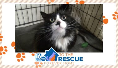 16 To The Rescue: Catra