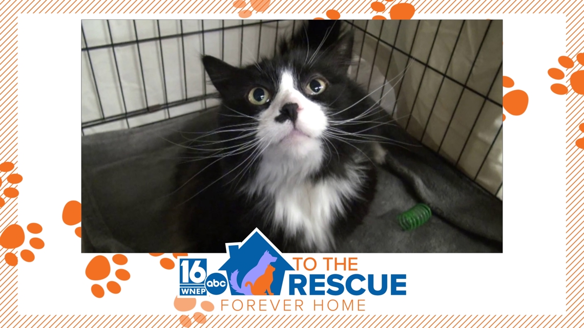 16 To The Rescue: Catra