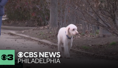 The importance of pet microchipping | Pet Project