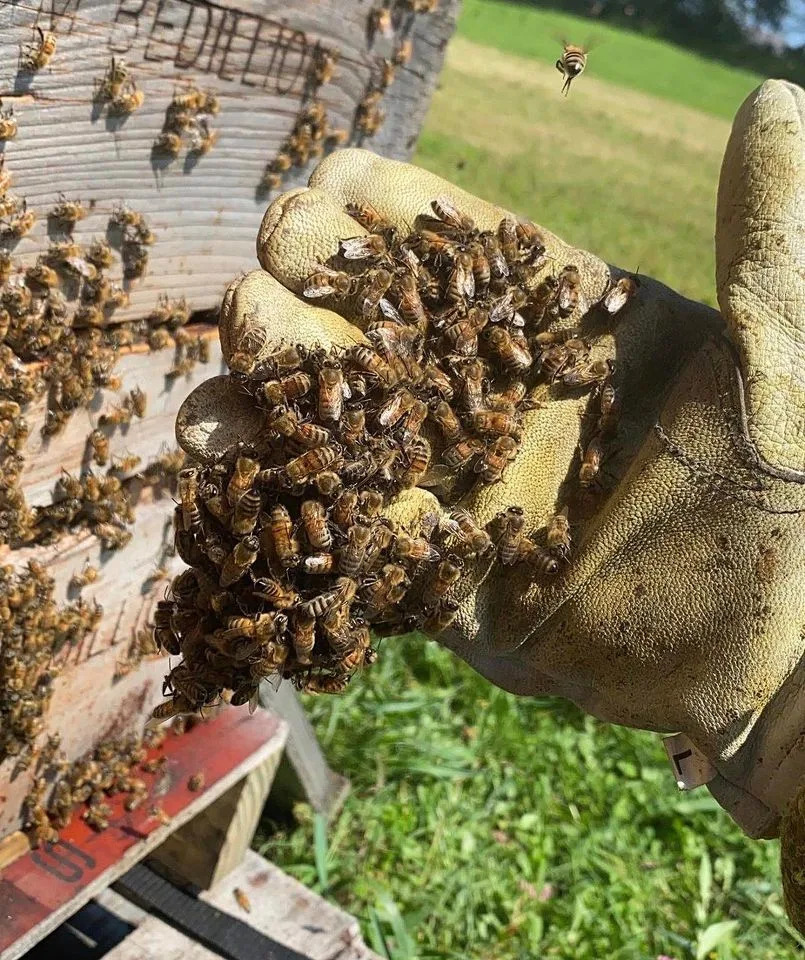 Bedillion Honey Farm in Industry, Pa., shared images of destroyed bee hives, says they will rebuild and start againCredit: Bedillion Honey Farm