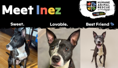 Fri March 13 Pet Of The Month Feature Inez 1000x667 Harp 1