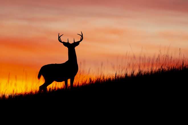 White-tailed Deer at sunrise.
