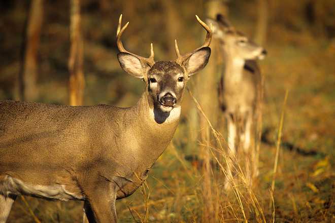 1990s Two Whitetail Deer Odocoileus Virginianus A Buck Directly Looking At Camera A Doe Standing In Background Pennsylvania USA  (Photo by J. Irwin/Classicstock/Getty Images)