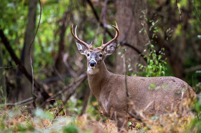Handsome eight point buck in rut