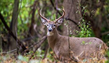Pennsylvania senators propose Monday start for deer season