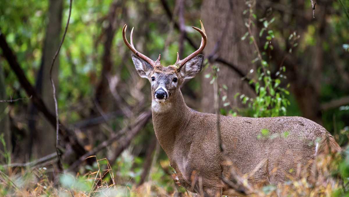 Pennsylvania senators propose Monday start for deer season