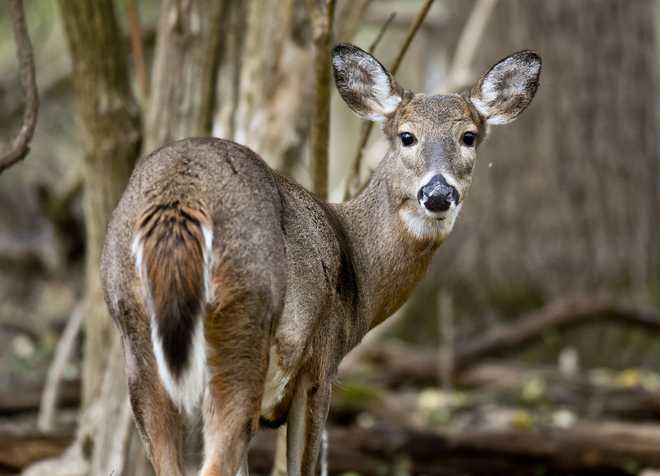 Wyomissing, PA - November 19: A whitetail deer looks for food in the woods in the Wyomissing Parklands Thursday afternoon November 19, 2020. (Photo by Ben Hasty/MediaNews Group/Reading Eagle via Getty Images)