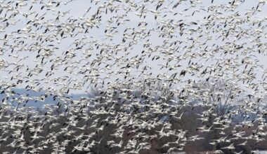 Raucous bird tornado touches down in Pennsylvania as snow geese make annual flight to Arctic