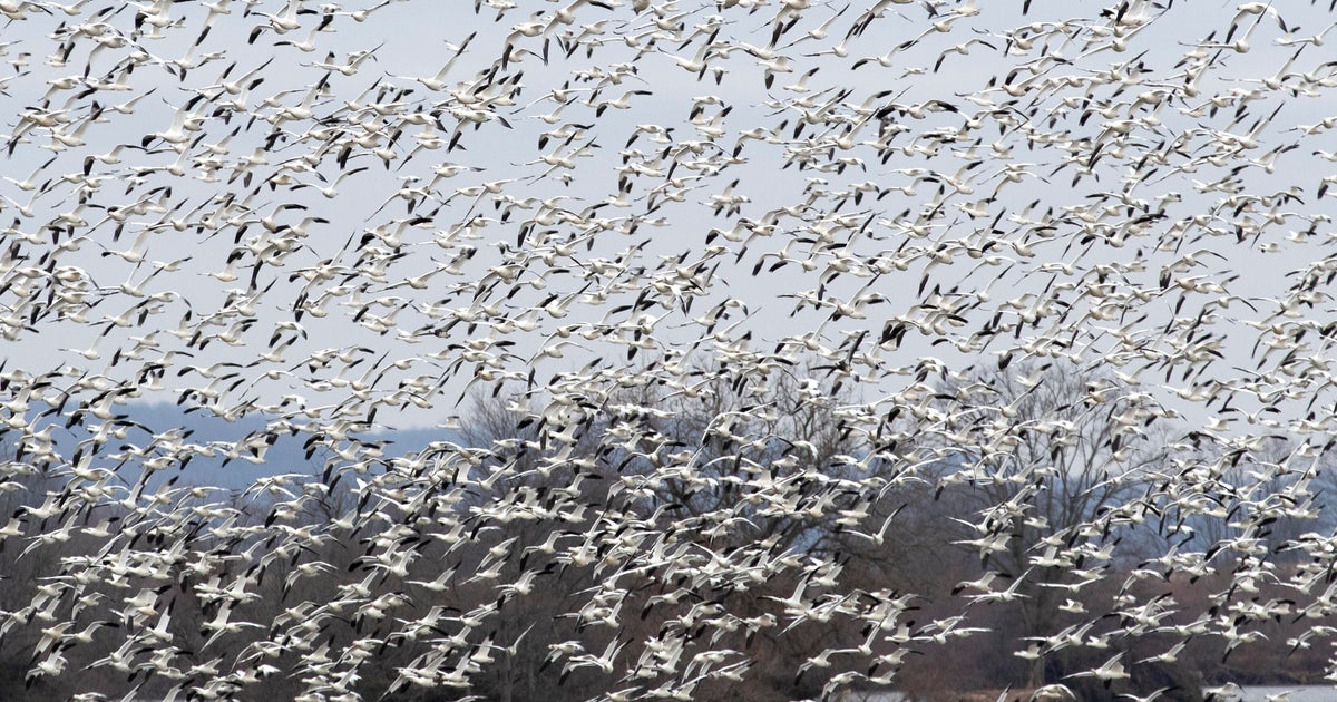 Raucous bird tornado touches down in Pennsylvania as snow geese make annual flight to Arctic