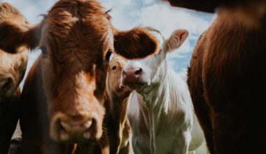 Pennsylvania clinic owner accused of prescribing cow medication to people