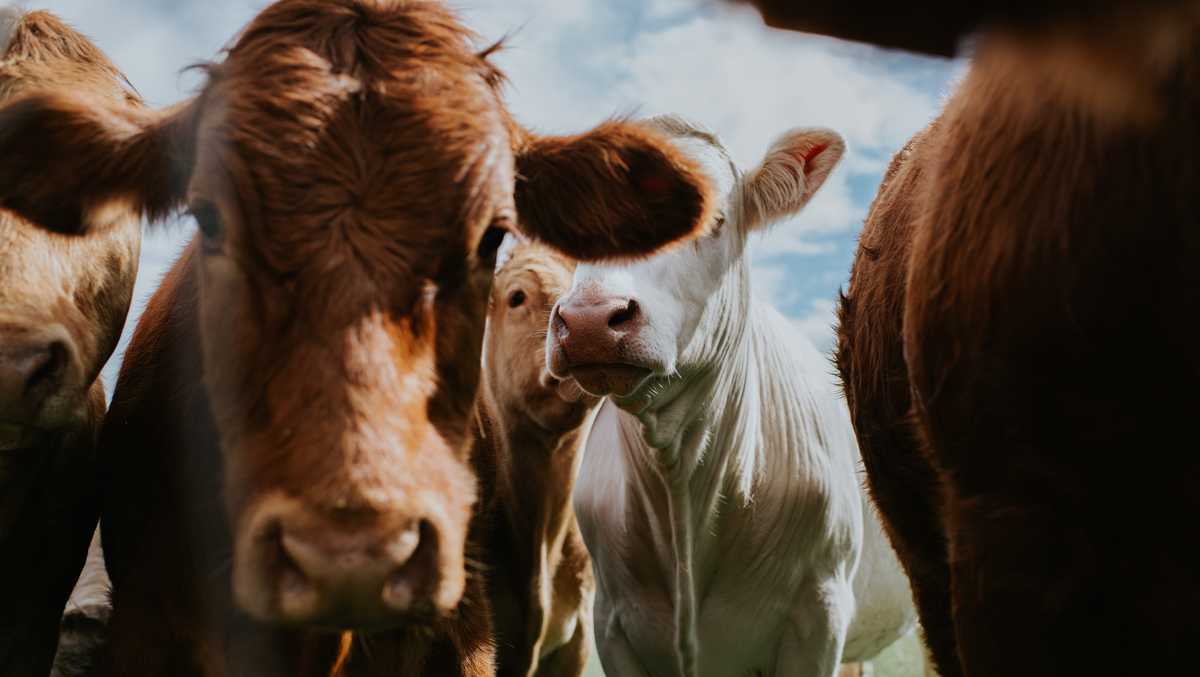 Pennsylvania clinic owner accused of prescribing cow medication to people