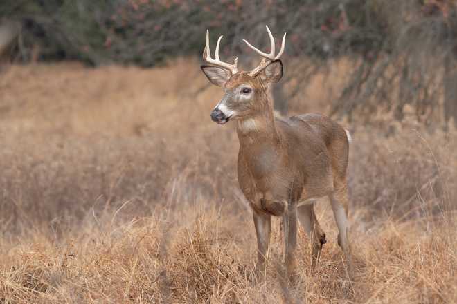 White-tailed Deer (Odocoileus virginianus) Buck in autumn