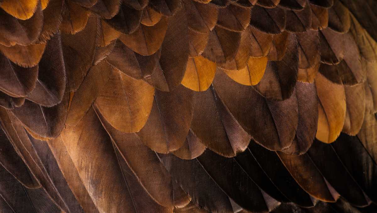 First baby eagle of 2026 hatches at U.S. Steel Irvin Plant nest