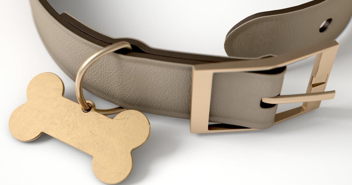 Deceased yellow Labrador retriever found in ditch in Armstrong County