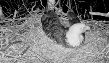 Howling coyotes awaken Glen Hazel bald eagle known as 'Mom'
