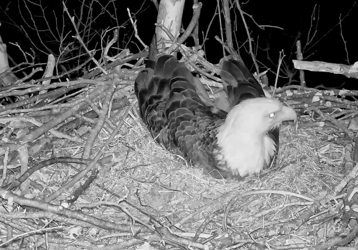 Howling coyotes awaken Glen Hazel bald eagle known as 'Mom'