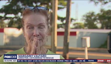 70 cats removed from unlicensed shelter in Bensalem