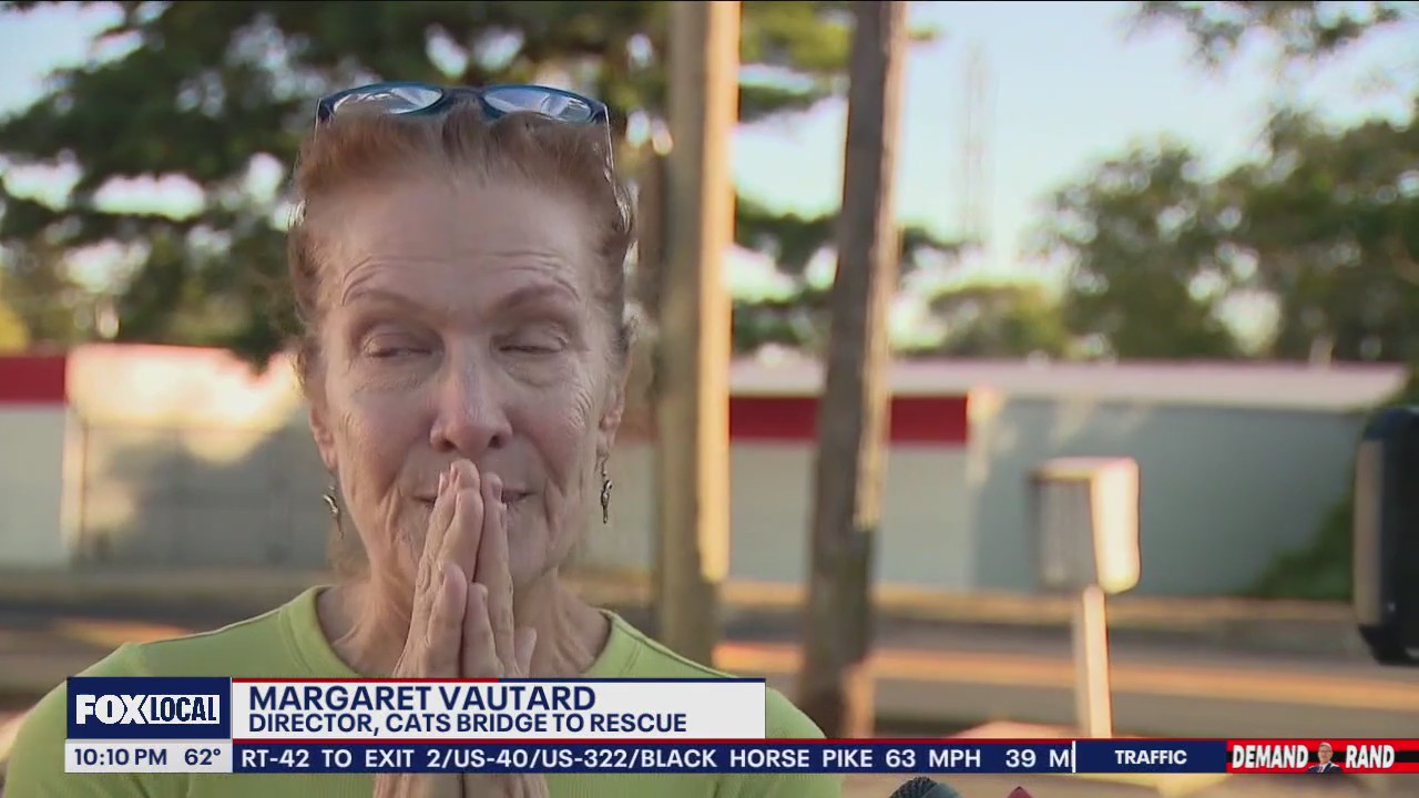 70 cats removed from unlicensed shelter in Bensalem