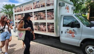 Passerby observe the hell on wheels pig truck