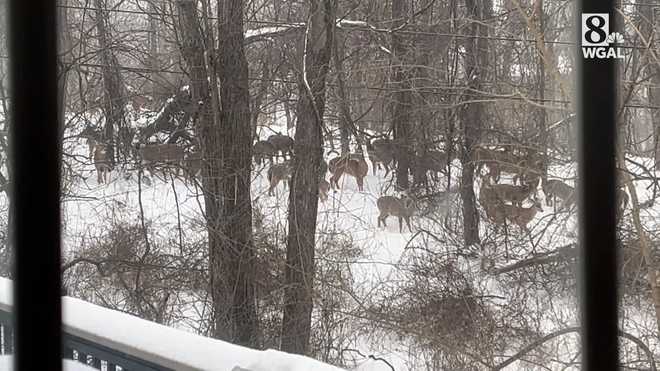 A WGAL viewer shared a video showing a herd of deer moving through snowy woods in York County.
