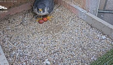 Peregrine falcon clutch of eggs growing in Cathedral of Learning nest – WPXI