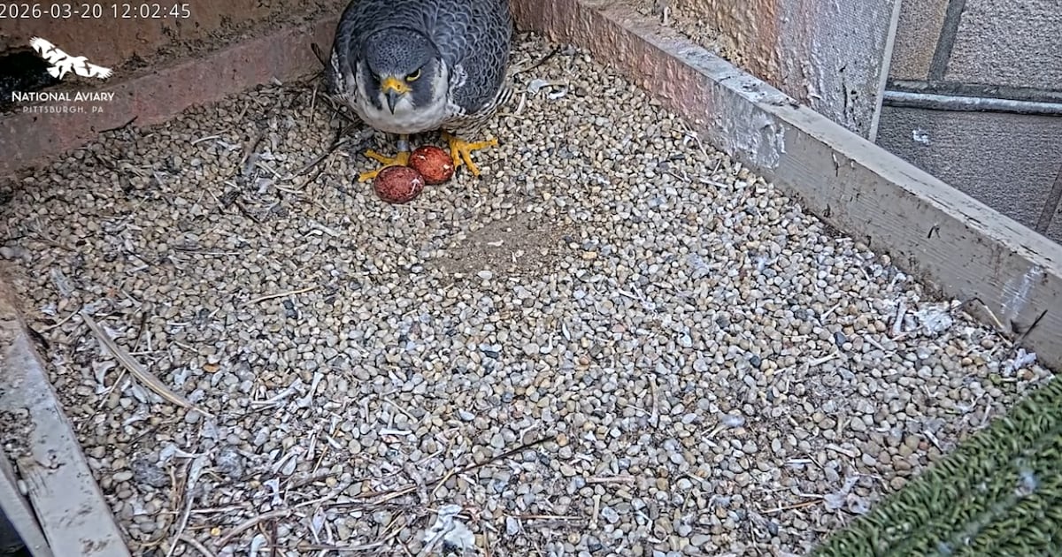 Peregrine falcon clutch of eggs growing in Cathedral of Learning nest – WPXI