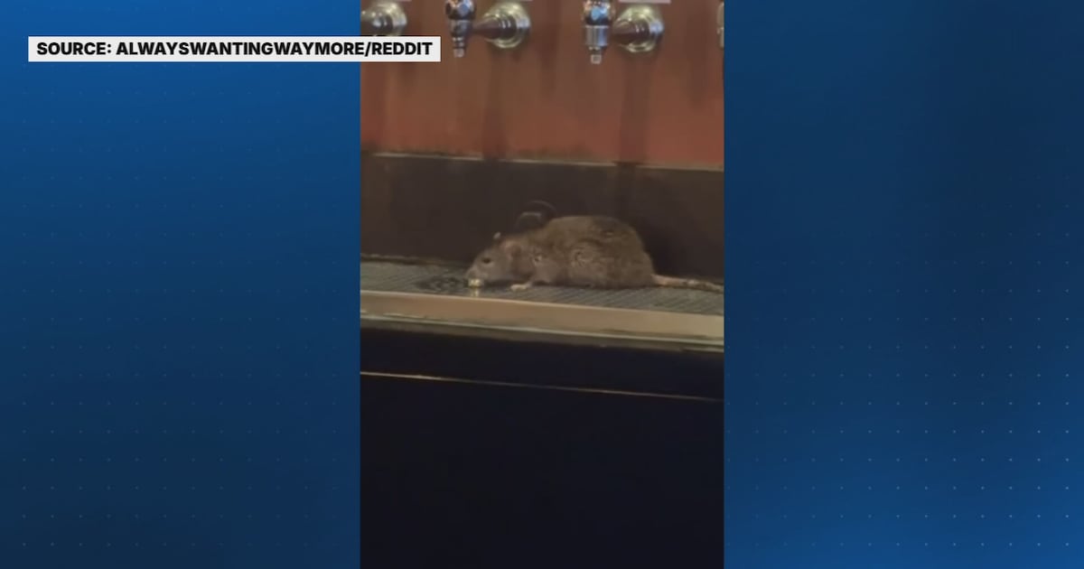 Video shows rat near beer taps at Pittsburgh bar, ownership issues response