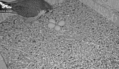 Peregrine falcons start incubating clutch of 4 eggs in Cathedral of Learning nest – WPXI