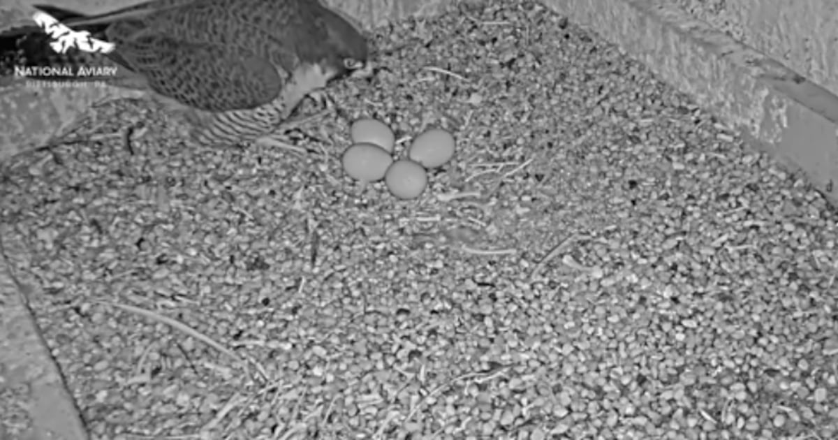 Peregrine falcons start incubating clutch of 4 eggs in Cathedral of Learning nest – WPXI