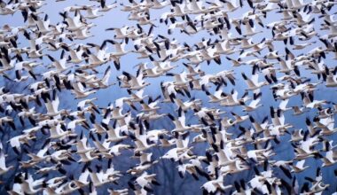Bird watchers flock to Pennsylvania to see migrating snow geese