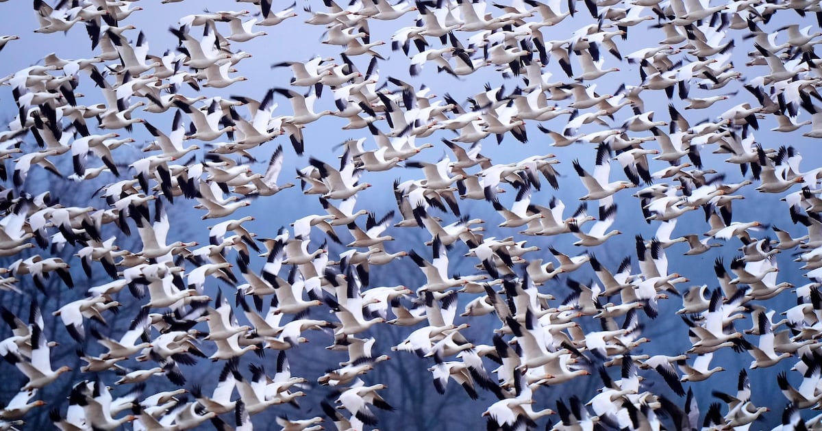 Bird watchers flock to Pennsylvania to see migrating snow geese