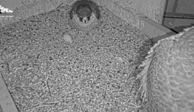 National Aviary’s star peregrine falcons welcome first egg of the season – WPXI