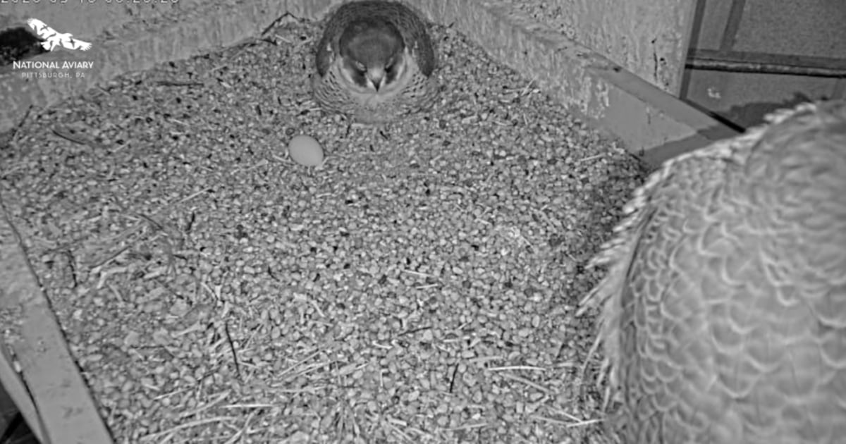 National Aviary’s star peregrine falcons welcome first egg of the season – WPXI