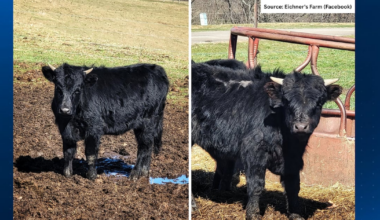 Escaped calves from Pittsburgh-area farm found along I-279 – WPXI