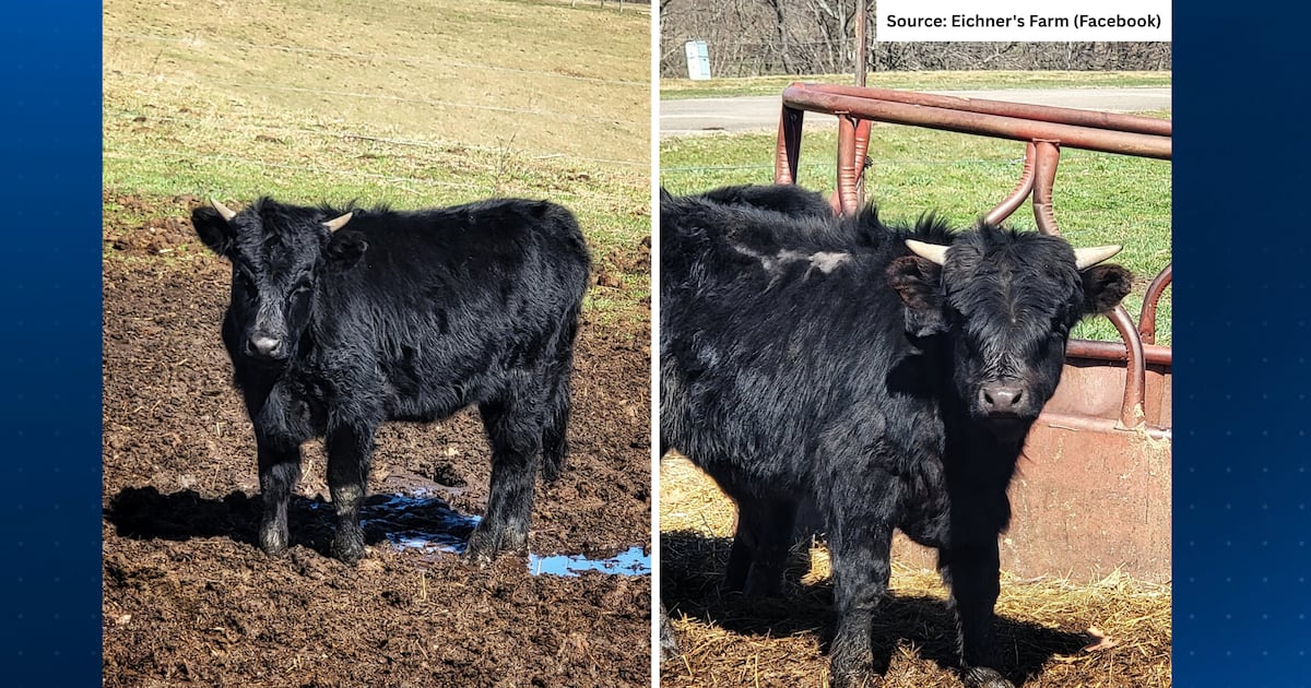Escaped calves from Pittsburgh-area farm found along I-279 – WPXI