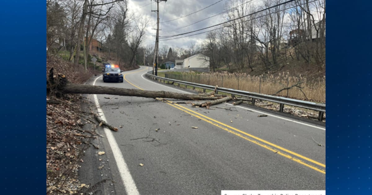 Tree falls across Shaler Township road, closure in place