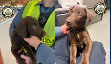 Man faces cruelty charge after abandoning puppy at Pittsburgh International Airport, police say – WPXI