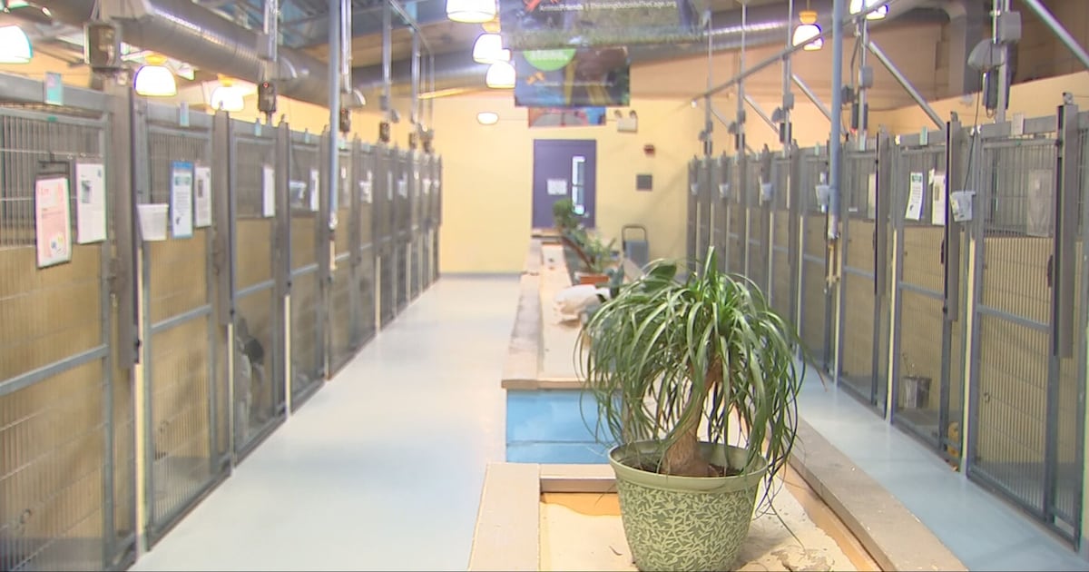 Animal shelters overwhelmed as pet owners are arrested by ICE, local advocate says to have a plan – WPXI