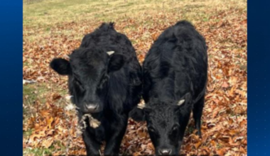 Pittsburgh-area farm asking for help with the return of their 2 escaped calves – WPXI