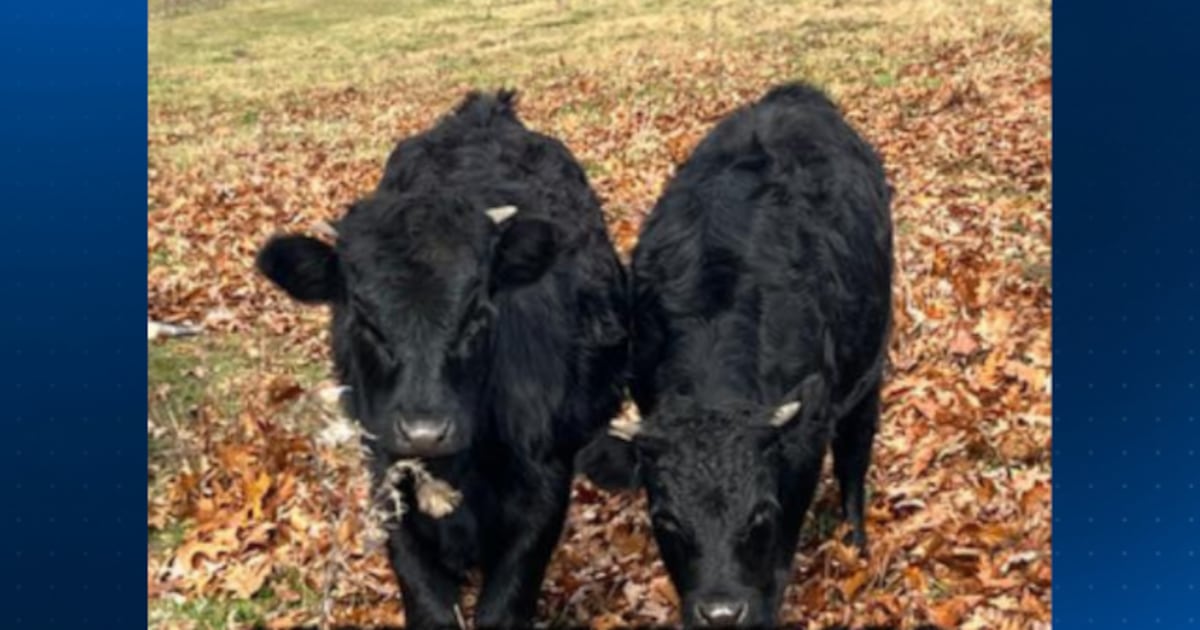Pittsburgh-area farm asking for help with the return of their 2 escaped calves – WPXI