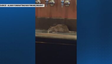 Video shows rat near beer taps at Pittsburgh bar, ownership issues response – WPXI