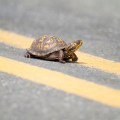 A small turtle on yellow lines in the middle of a road