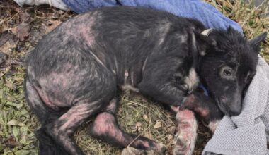 Sign: Man Charged With Torture After Urine Covered, Zip-Tied, Shivering Dog Found