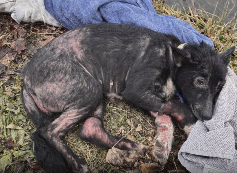 Sign: Man Charged With Torture After Urine Covered, Zip-Tied, Shivering Dog Found