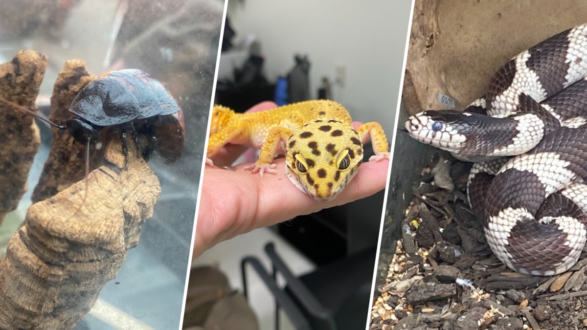 Exotic animals rescued from abandoned North Philly home – NBC10 Philadelphia